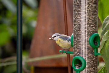 Kleine Blaumeise frisst einen Sonnenblumenkern