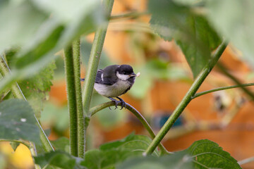 Tannenmeise frisst etwas