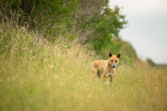 Curious dingo in long grass by the side of rural road