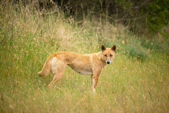 Curious dingo in long grass by the side of rural road