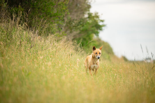 Curious dingo in long grass by the side of rural road
