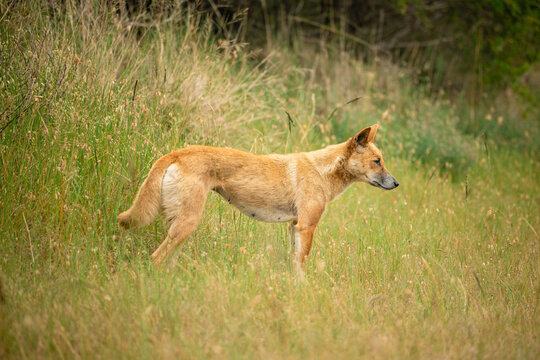 Curious dingo in long grass by the side of rural road