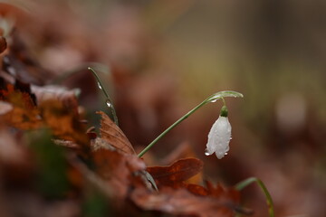 fiori di bucaneve nel bosco