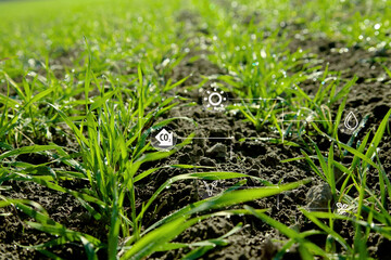young green wheat shoots , fertilizers , eco-friendly farming. field of young wheat, barley, rye .icons