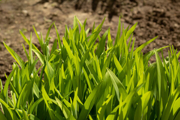 Gardening and landscaping work on the neat flower bed in spring.