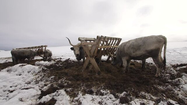 Huge gray oxes with long horns pasture and eat hay on a mountain glade covered with snow
