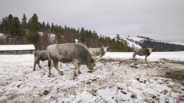 Gray horned cattle eats hay on a mountain glade in winter