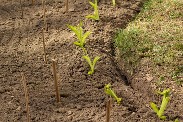 flower shoots, hand shoots, spring, flower bed