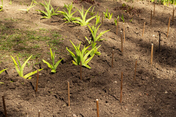 flower shoots, hand shoots, spring, flower bed