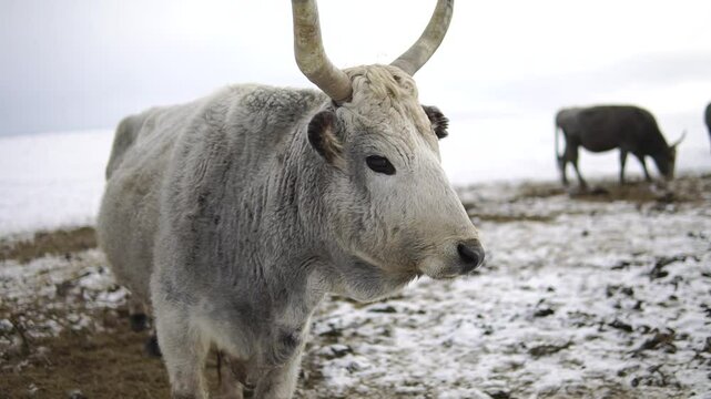 Ox of a gray cattle with long hornes close-up with other one comes close and look together to a camera at a snowy mountain meadow