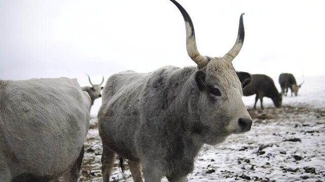 Two bulls of a gray cattle with long horns close-up panorama in a snowy field