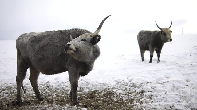 Two oxes of a gray cattle with long hornes stand in a snow and one of them scratches itself by a horn