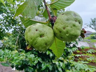 green guava on the tree