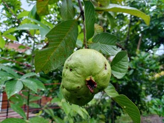 green guava on the tree