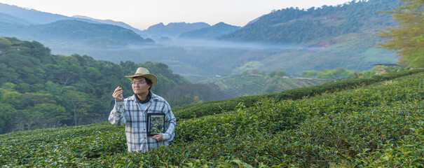 Farmer inspects tea fields. Smart farming and digital farming in Green tea industry. Agricultural...