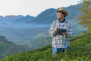 Naklejka premium Farmer inspects tea fields. Smart farming and digital farming in Green tea industry. Agricultural researchers monitor the quality of tea leaves in plantation. Farmer Tea Plantation checking quality