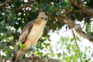 Crested Hawk-eagle or Changeable Hawk-eagle in Yala National Park in Sri Lanka