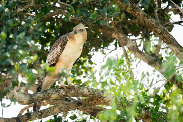 Crested Hawk eagle or Changeable Hawk-eagle in Yala National Park in Sri Lanka