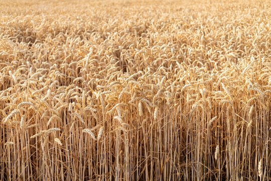 Champ de bl&eacute; dor&eacute; ensoleill&eacute;