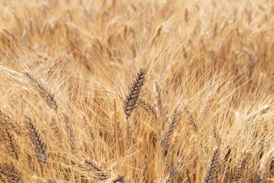 Epi dans un champ de bl&eacute; dor&eacute; au soleil
