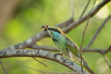 Green bee eater bird with its prey at yala national park in sri lanka