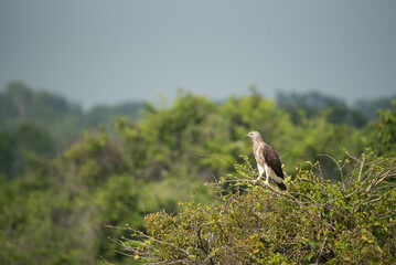Grey-headed Fish Eagle at Yala National Park