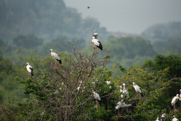 An charming flock of Asian openbill (Anastomus oscitans) birds in Yala National Park