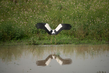 An Asian openbill (Anastomus oscitans) bird spreading wings near a pond