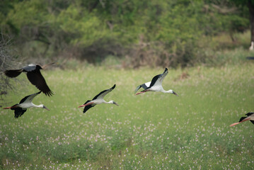 An amazing flock of Asian openbill (Anastomus oscitans) birds in flight over a greenery