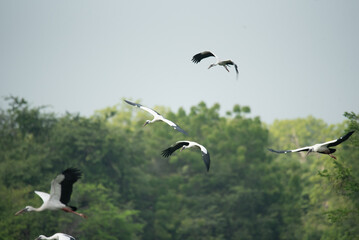 An amazing flock of Asian openbill (Anastomus oscitans) birds in flight at Yala National Park, Sri...