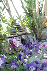 Sch&ouml;ne bunte Akelei 