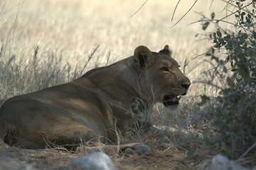 Lioness in wild savannah - Animal of africa , Family of Lions in Golden Grass 