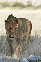 Lioness in wild savannah - Animal of africa , Family of Lions in Golden Grass 