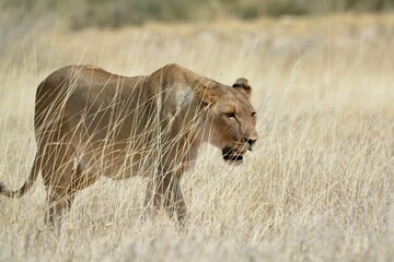 Lioness in wild savannah - Animal of africa , Family of Lions in Golden Grass 