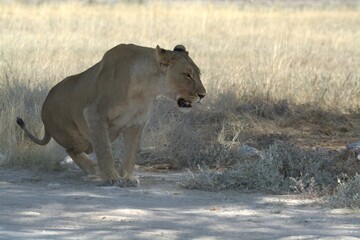 Lioness in wild savannah - Animal of africa , Family of Lions in Golden Grass 