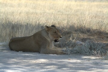 Lioness in wild savannah - Animal of africa , Family of Lions in Golden Grass 