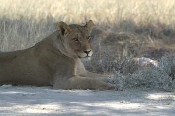 Lioness in wild savannah - Animal of africa , Family of Lions in Golden Grass 