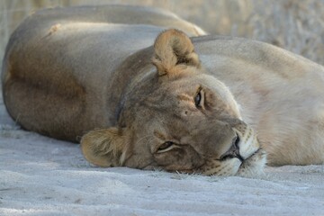 Lioness in wild savannah - Animal of africa , Family of Lions in Golden Grass 