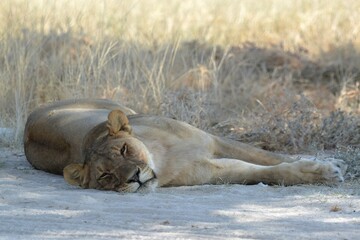 Lioness in wild savannah - Animal of africa , Family of Lions in Golden Grass 