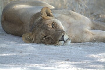 Fototapeta premium Lioness in wild savannah - Animal of africa , Family of Lions in Golden Grass 