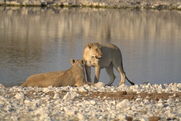 Lioness in wild savannah - Animal of africa , Family of Lions in Golden Grass 