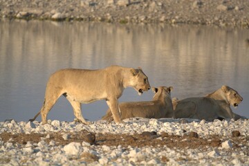 Lioness in wild savannah - Animal of africa , Family of Lions in Golden Grass 