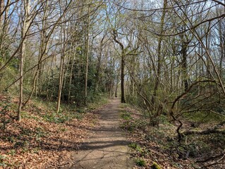 A path through a British woodland in early spring