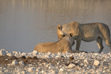 Lioness in wild savannah - Animal of africa , Family of Lions in Golden Grass 