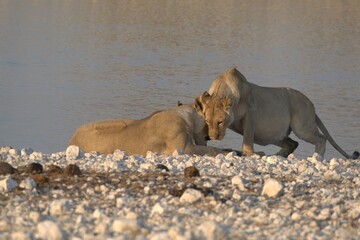 Lioness in wild savannah - Animal of africa , Family of Lions in Golden Grass 