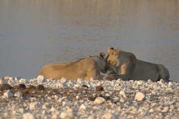 Lioness in wild savannah - Animal of africa , Family of Lions in Golden Grass 