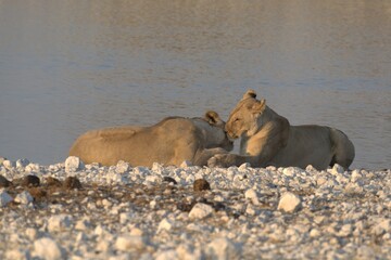 Lioness in wild savannah - Animal of africa , Family of Lions in Golden Grass 
