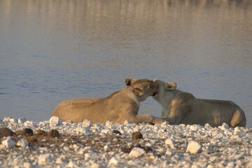 Lioness in wild savannah - Animal of africa , Family of Lions in Golden Grass 