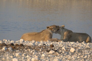 Lioness in wild savannah - Animal of africa , Family of Lions in Golden Grass 