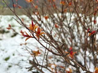 Early Spring Leaves Emerging Through Snow-Covered Branches
